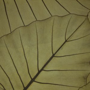 JUNGLE-KING-Organoid-Natural-Surfaces-1920px-web-rotated