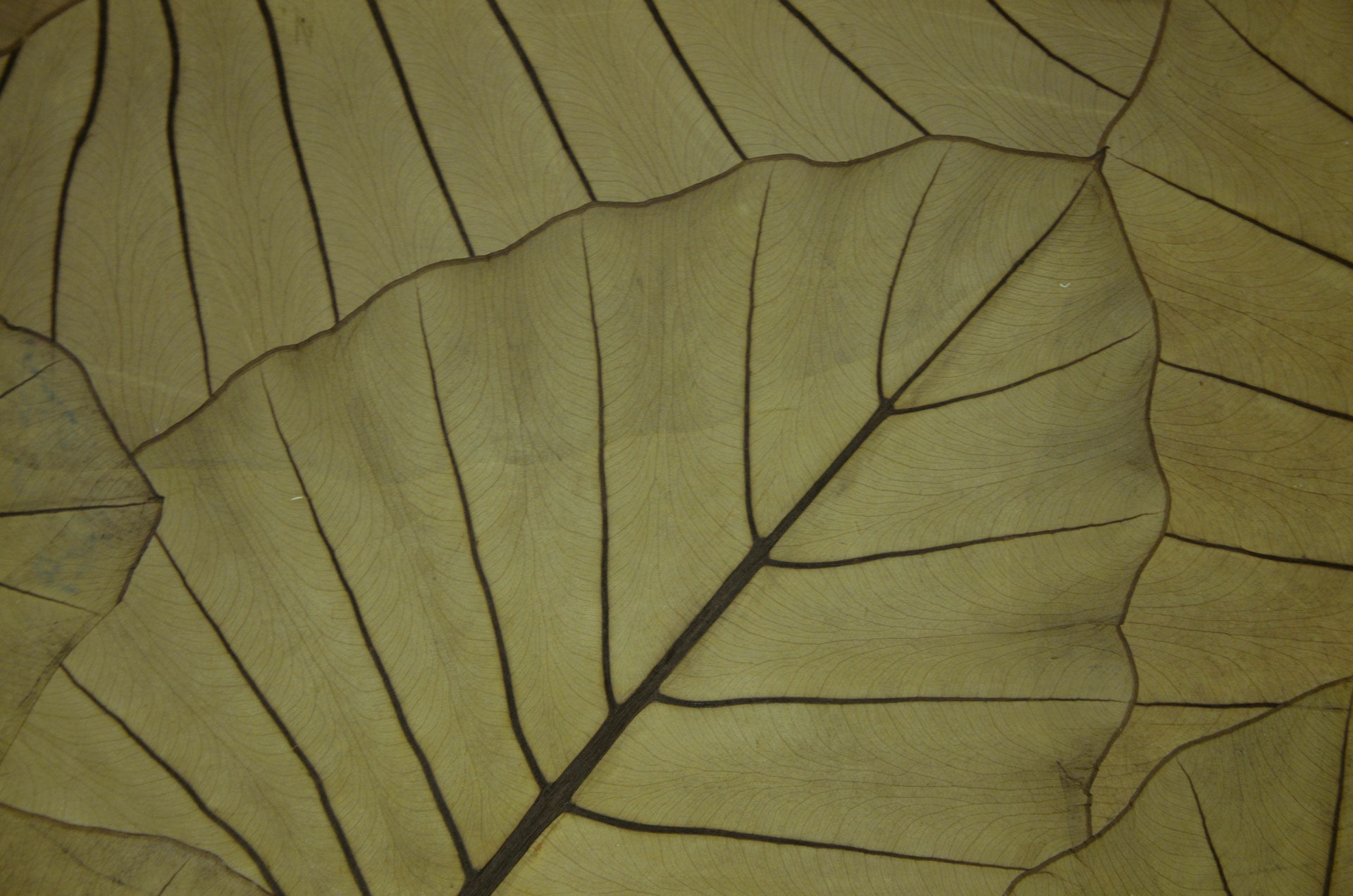 JUNGLE-KING-Organoid-Natural-Surfaces-1920px-web-rotated