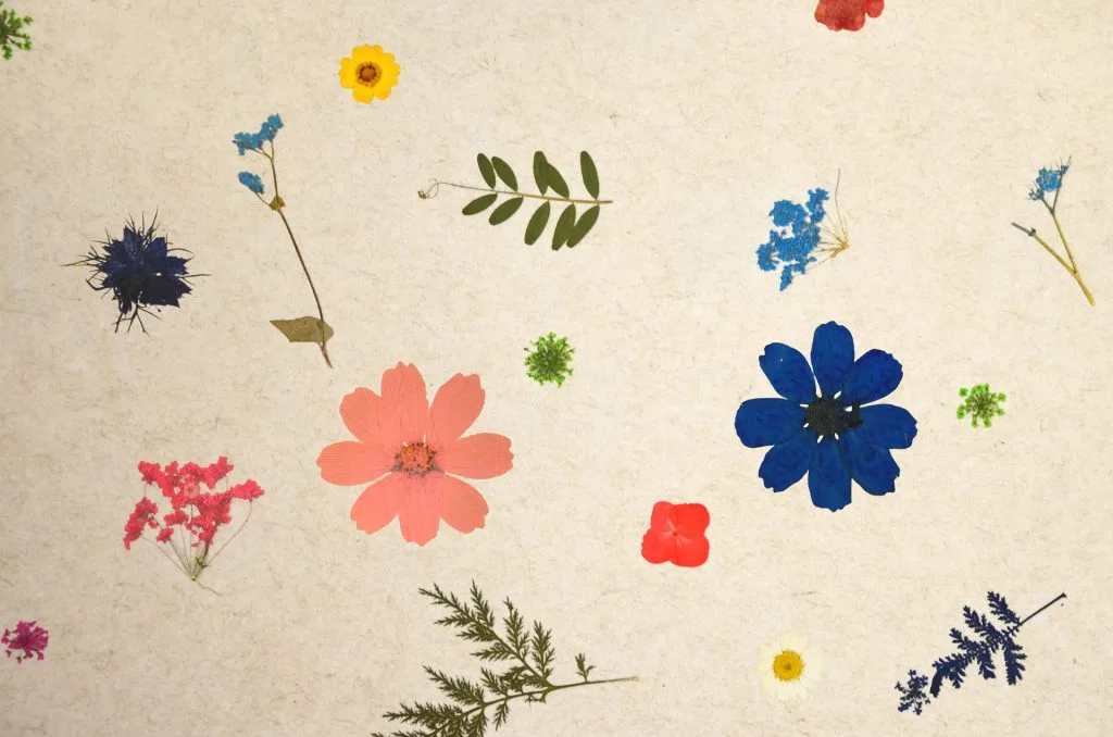 Various colorful pressed flowers and leaves arranged on a beige background