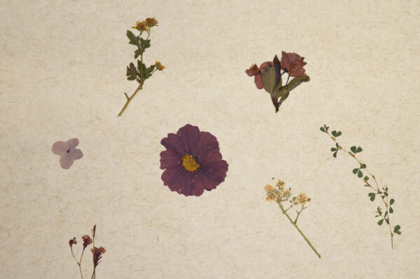 Dried pressed flowers and leaves arranged on a beige background for decoration