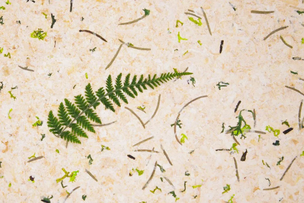 Close-up of a green fern leaf on a textured background with small plant fragments and twigs