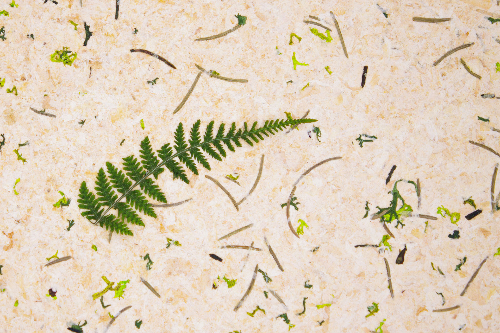 ZIRBENWALD_sample_148x185mm_websize_Organoid-Natural-Surfaces_web1920x1280px