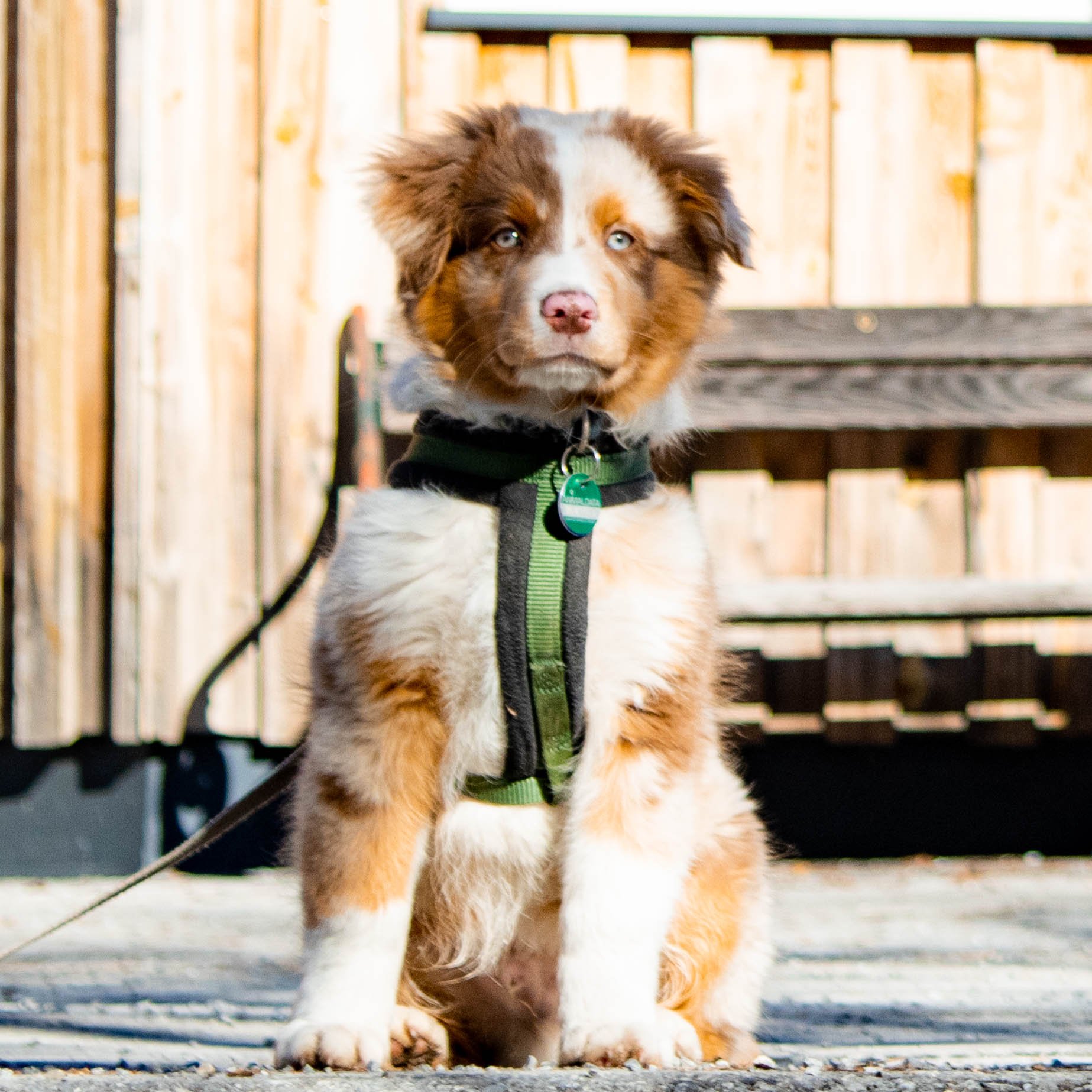 Buddy, Teammitglied bei ORGANOID
