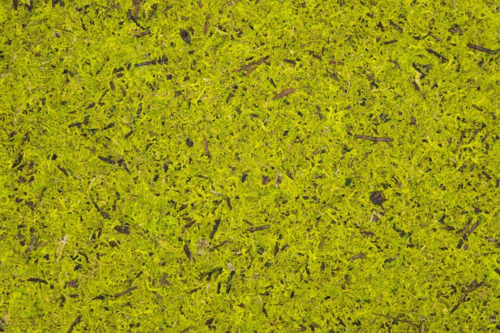 Close-up of bright yellow-green moss with small twigs and dark particles scattered throughout