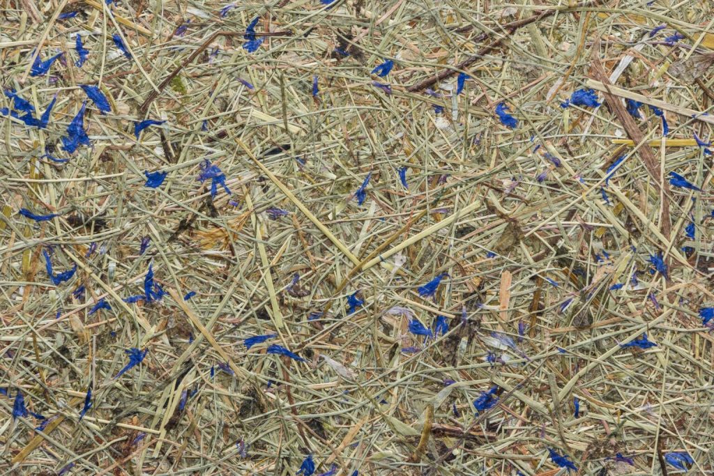 Dry grass with scattered blue flower petals and small twigs.