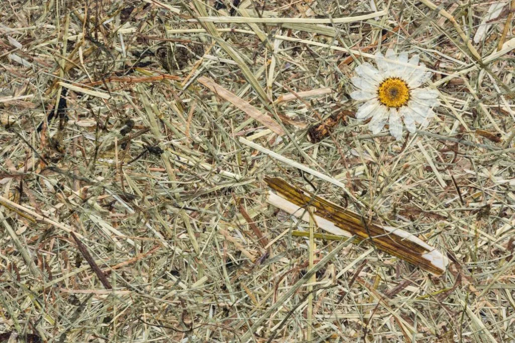 Wildspitze Daisies