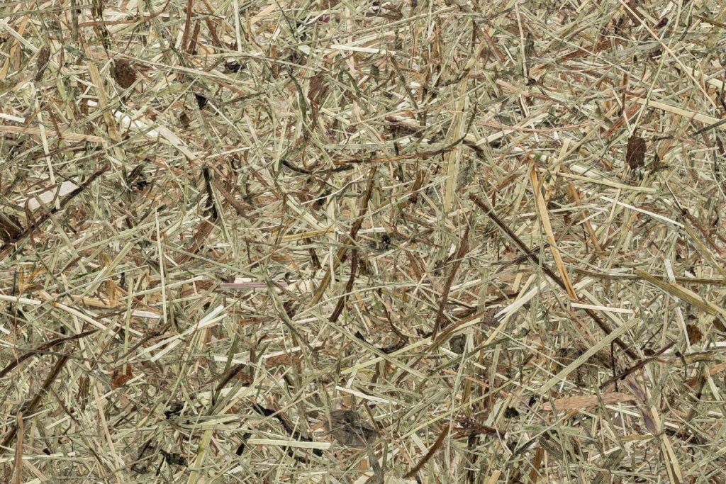 Dry, tangled grass and plant debris on the ground