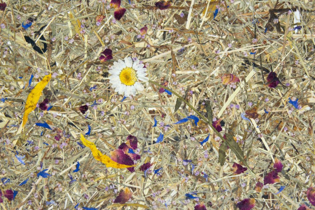 Dried grass with scattered colorful flower petals and a single white daisy