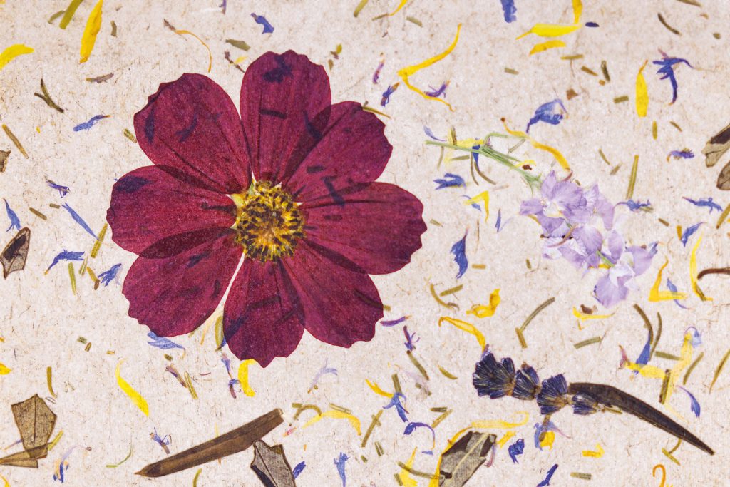 Pressed flower with purple and red petals surrounded by colorful confetti on textured paper