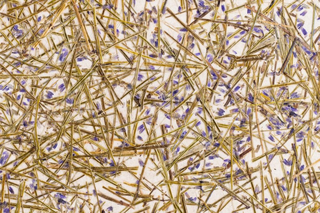 Lavendel medium