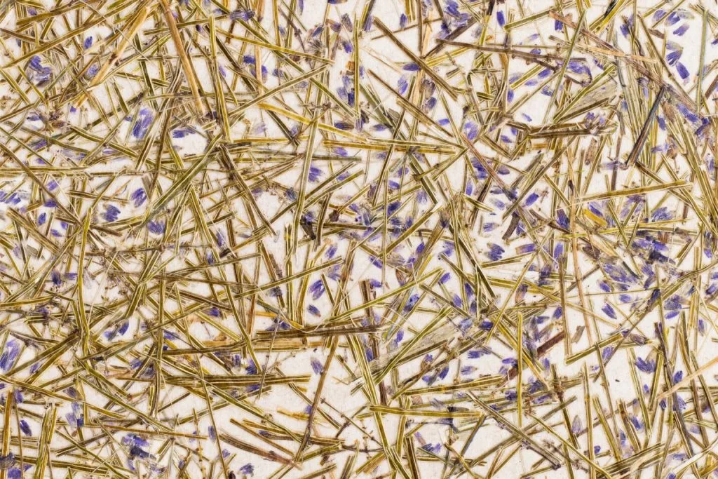 Microscopic view of dried plant stems with purple flowers scattered throughout