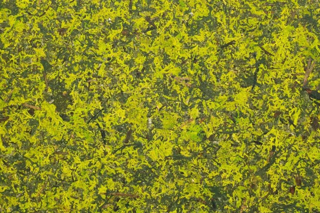 Close-up of bright yellow-green moss covering a surface.