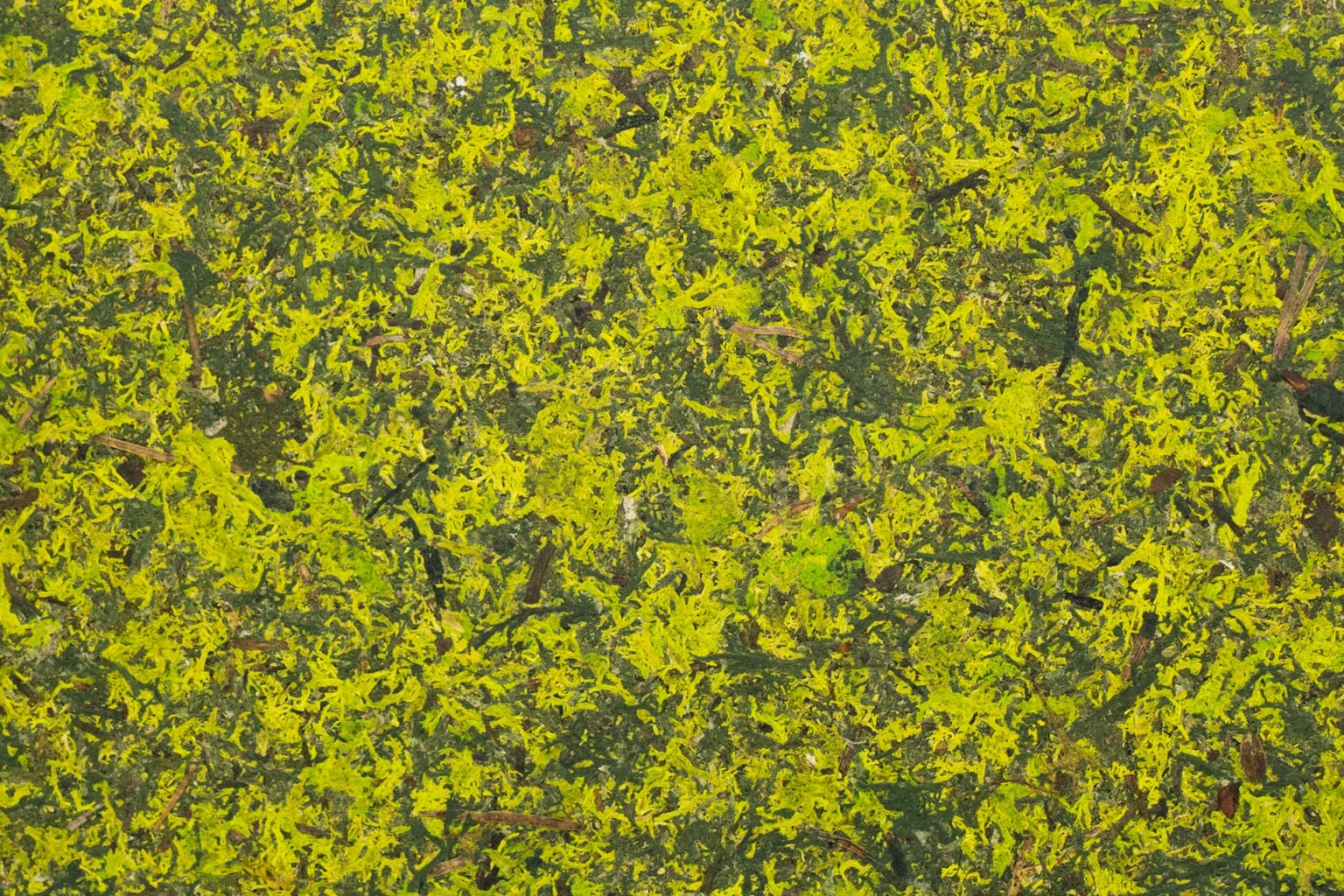 MOUS-MIX_MOSMIX0085FVPRW_sample-138x210mm_Organoid-Natural-Surfaces_2zu3-websize-1536x1024