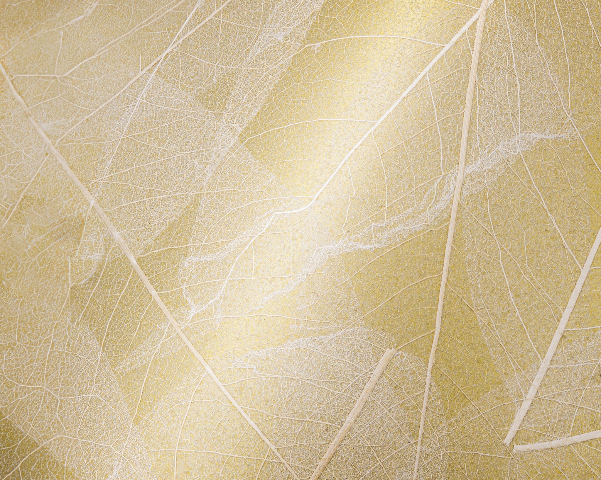 SKELETTBLATTLA-on-golden-Pape_sample-148x185mm_neu_Organoid-Natural-Surfaces_web-1920px-2048x1638