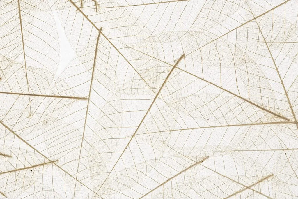 Close-up of a dried, intricate leaf skeleton with visible veins and delicate structure