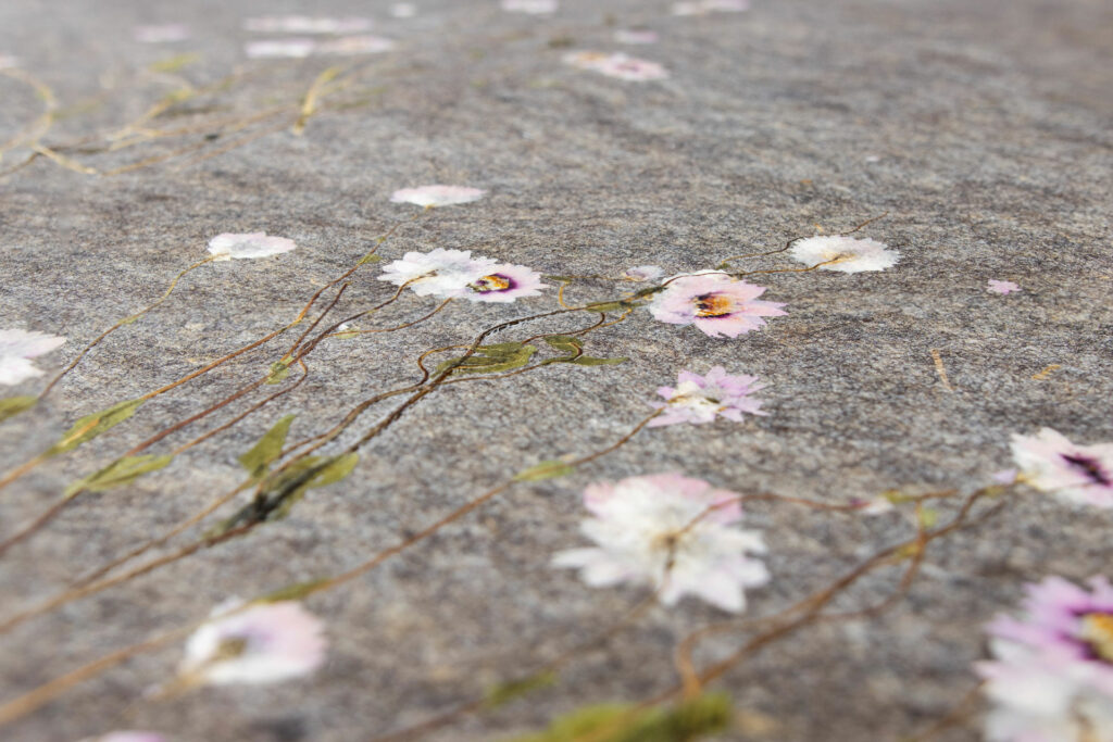 SONNENFLUeGEL_ROSY-EVERLASTING_Close-Up_Organoid-Natural-Surfaces-1-web-1920px-1024x683