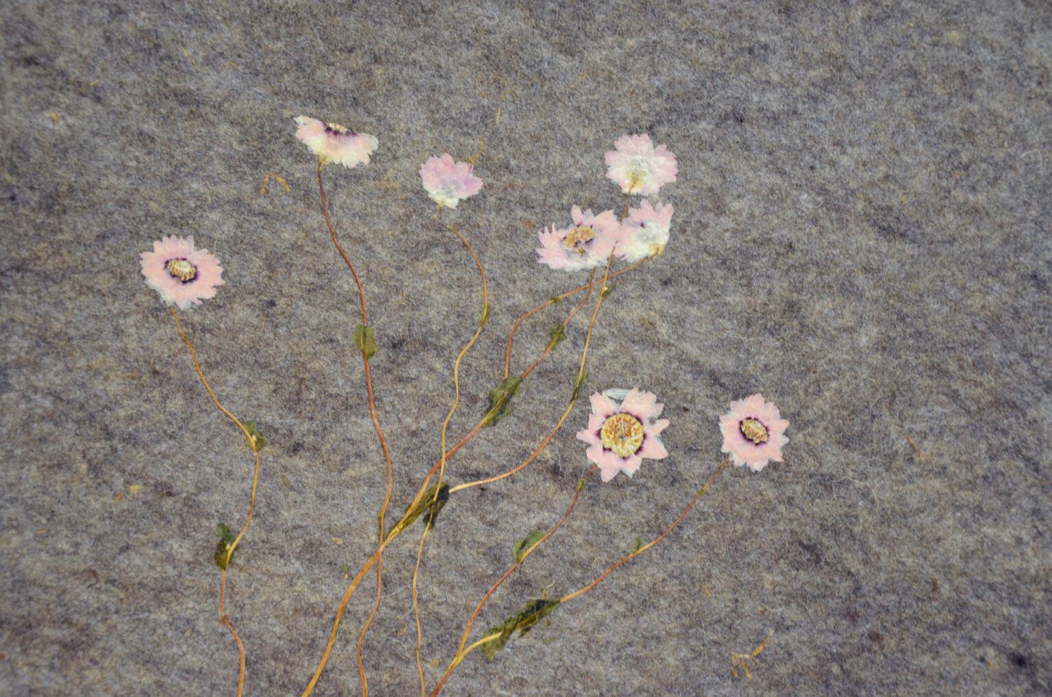 SONNENFLUeGEL_ROSY-EVERLASTING_Organoid-Natural-Surfaces-1920px-web-1536x1018