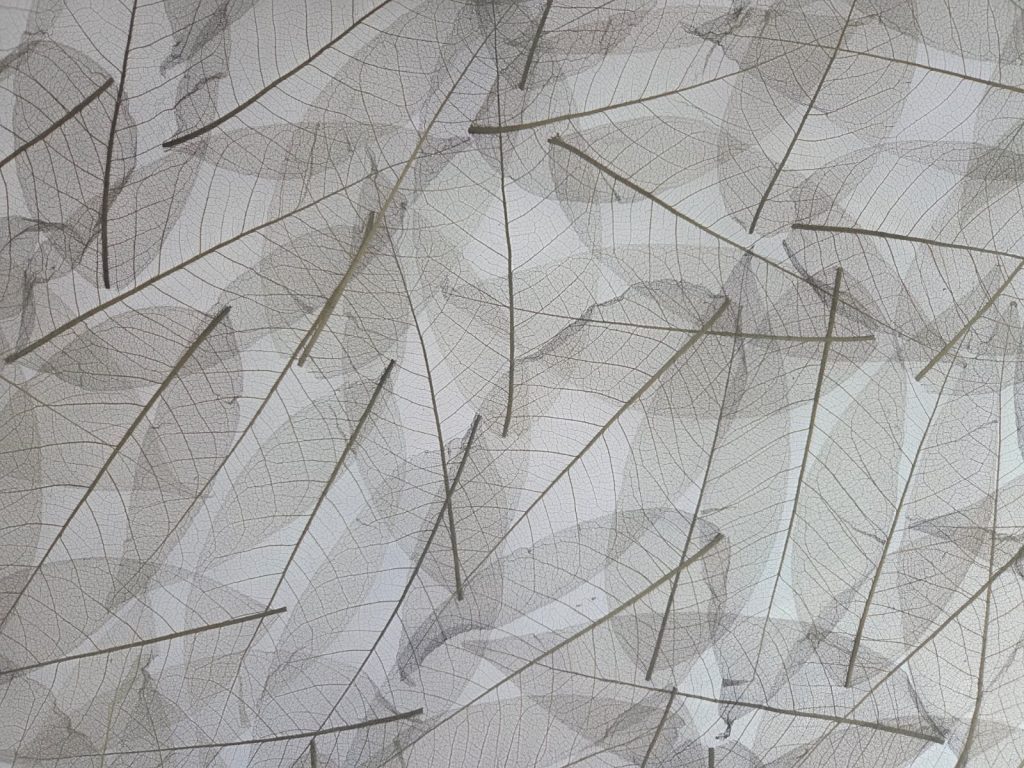 Close-up of delicate, translucent leaf skeletons with visible veins and stems