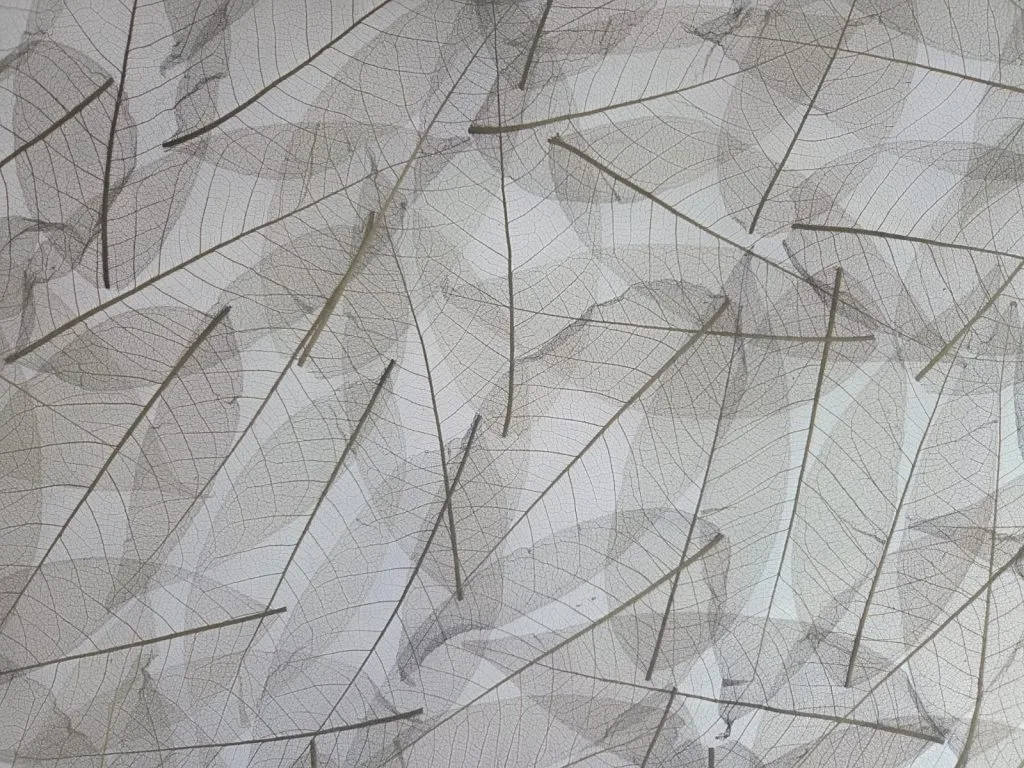 Skeleton Leaves Anthracite