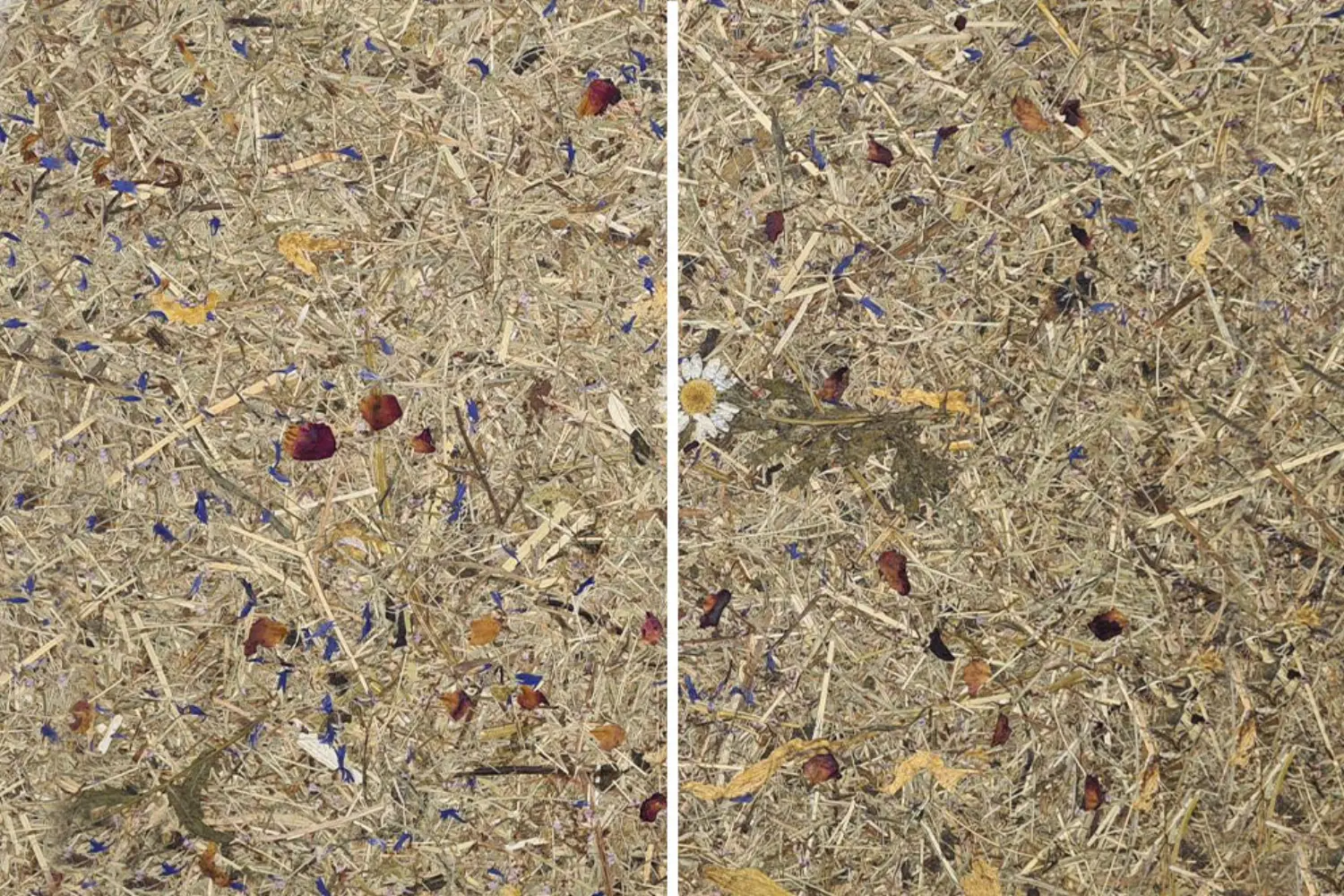 Vergleich zweier Bilder von getrocknetem Pflanzenmaterial mit Blüten und blauen Blütenblättern