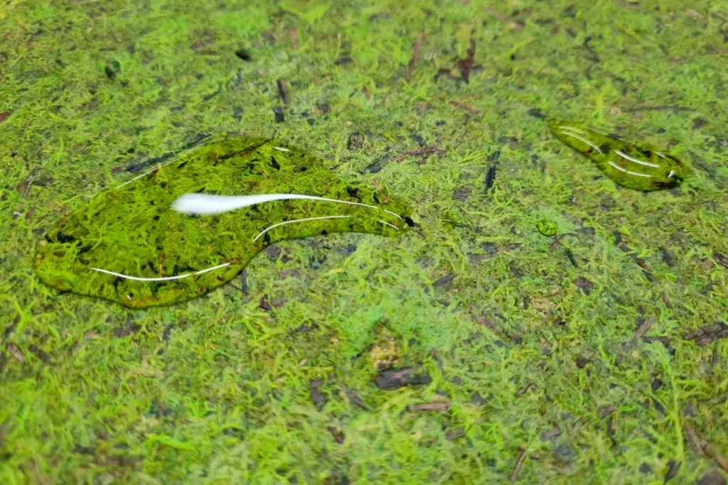 Versiegelte ORGANOID Naturtapete