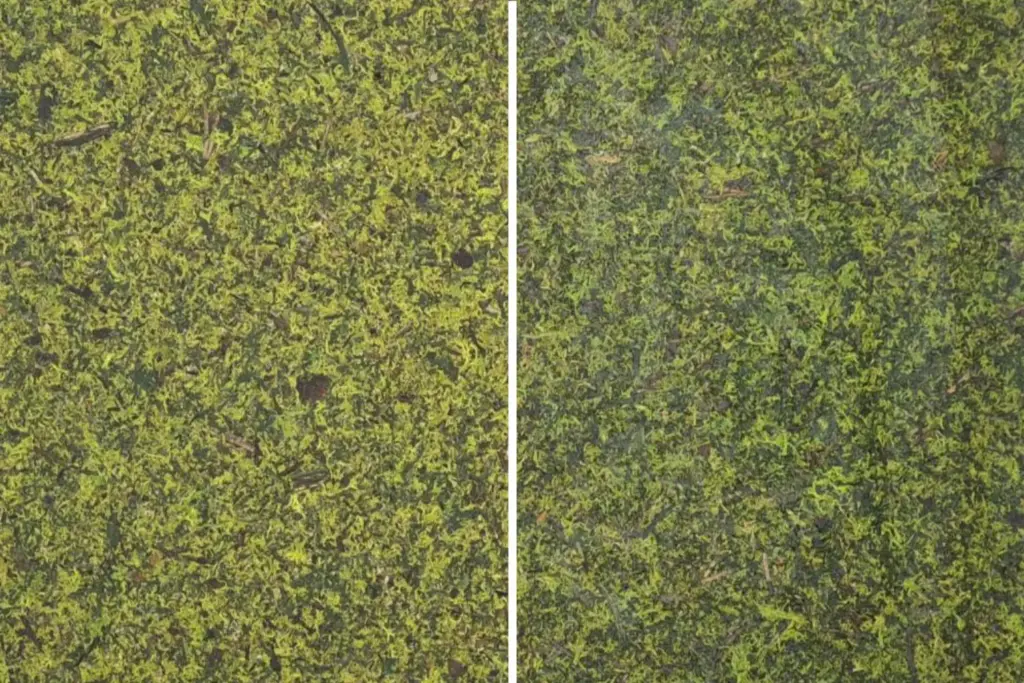 Vergleich zweier Moosflächen mit unterschiedlicher Farbintensität und Textur