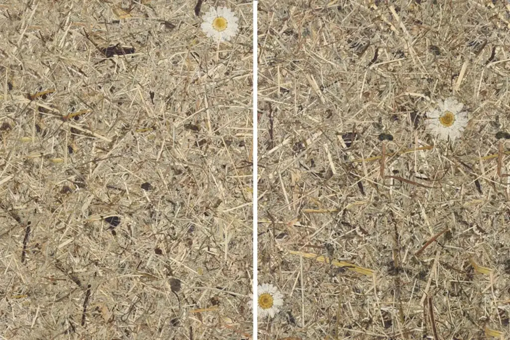 Vergleich von trockenem Gras mit einer kleinen weißen Blume auf der linken und rechten Seite