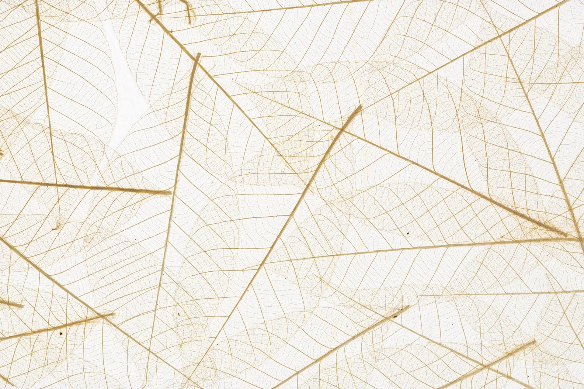 Close-up of a delicate, golden leaf skeleton showing intricate vein patterns
