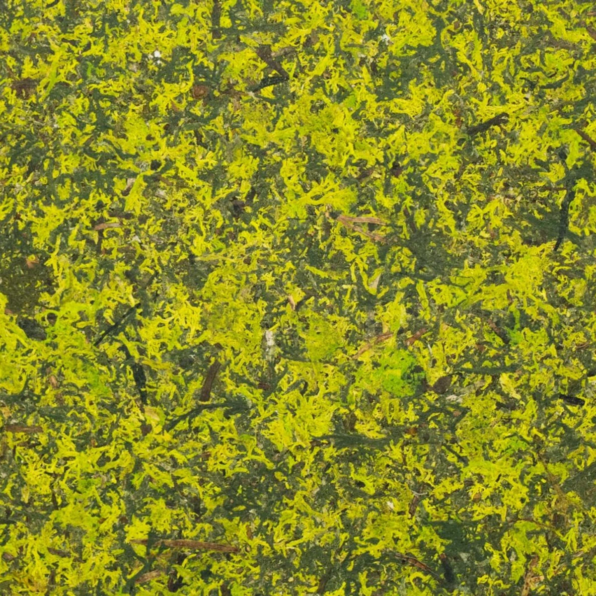 Moos mit gelber Flechte, grüne und braune Flecken, natürliche Textur