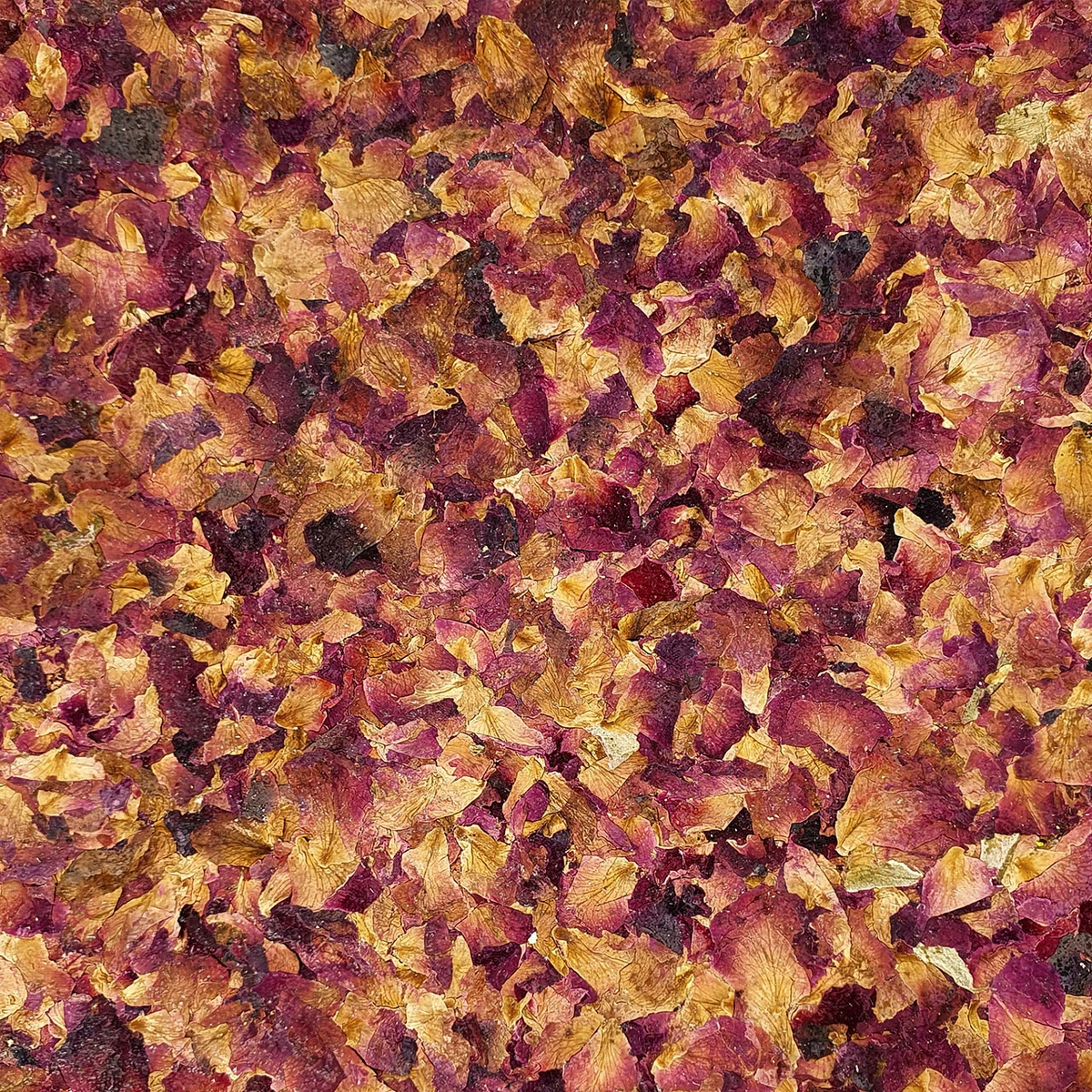 Trockene, bunte Herbstblätter in Rot, Gelb und Braun auf dem Boden verteilt
