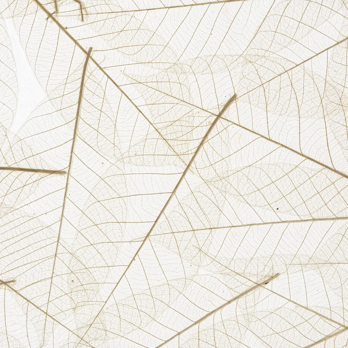 Makroaufnahme eines durchsichtigen, verästelten Blattes mit sichtbarem Netz aus Adern