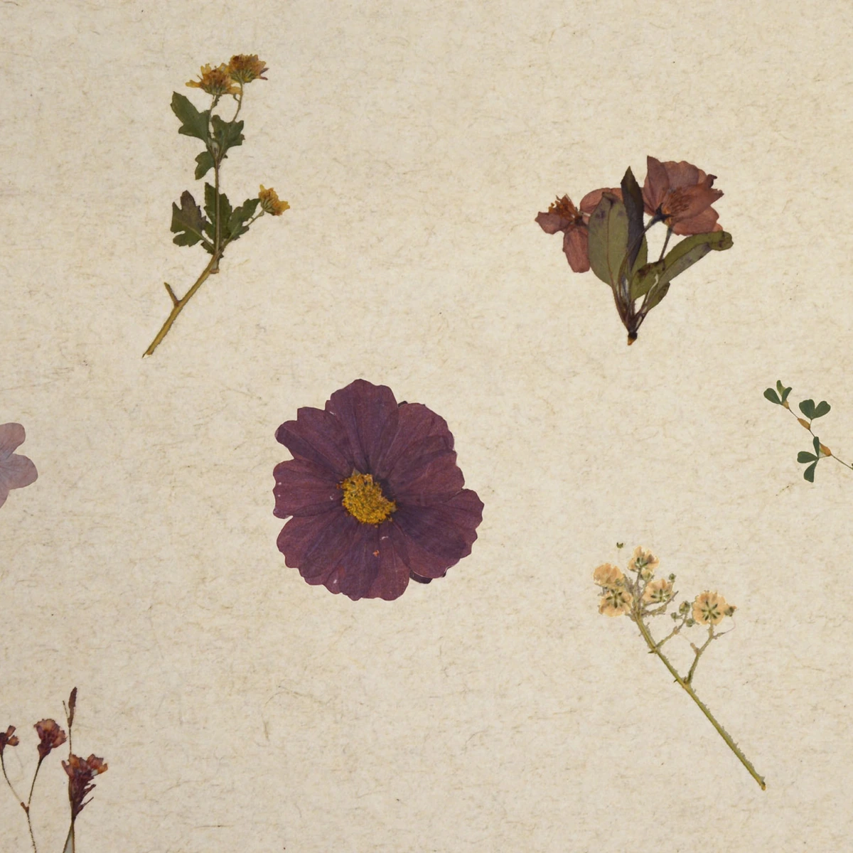 Getrocknete Blumen und Blätter auf hellem Hintergrund, botanische Sammlung