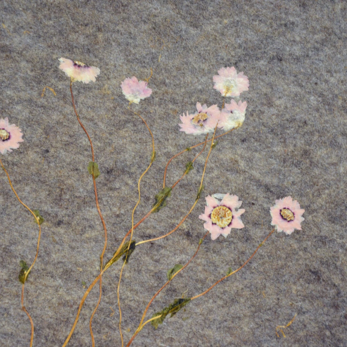 Getrocknete, zarte pinke Blumen auf grauem Hintergrund