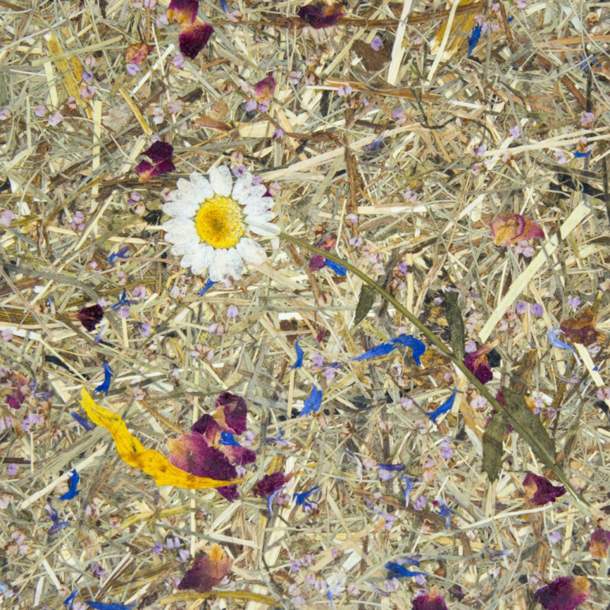 Blumen und Blüten auf trockenem Gras, mit blauen, gelben und violetten Farbtönen