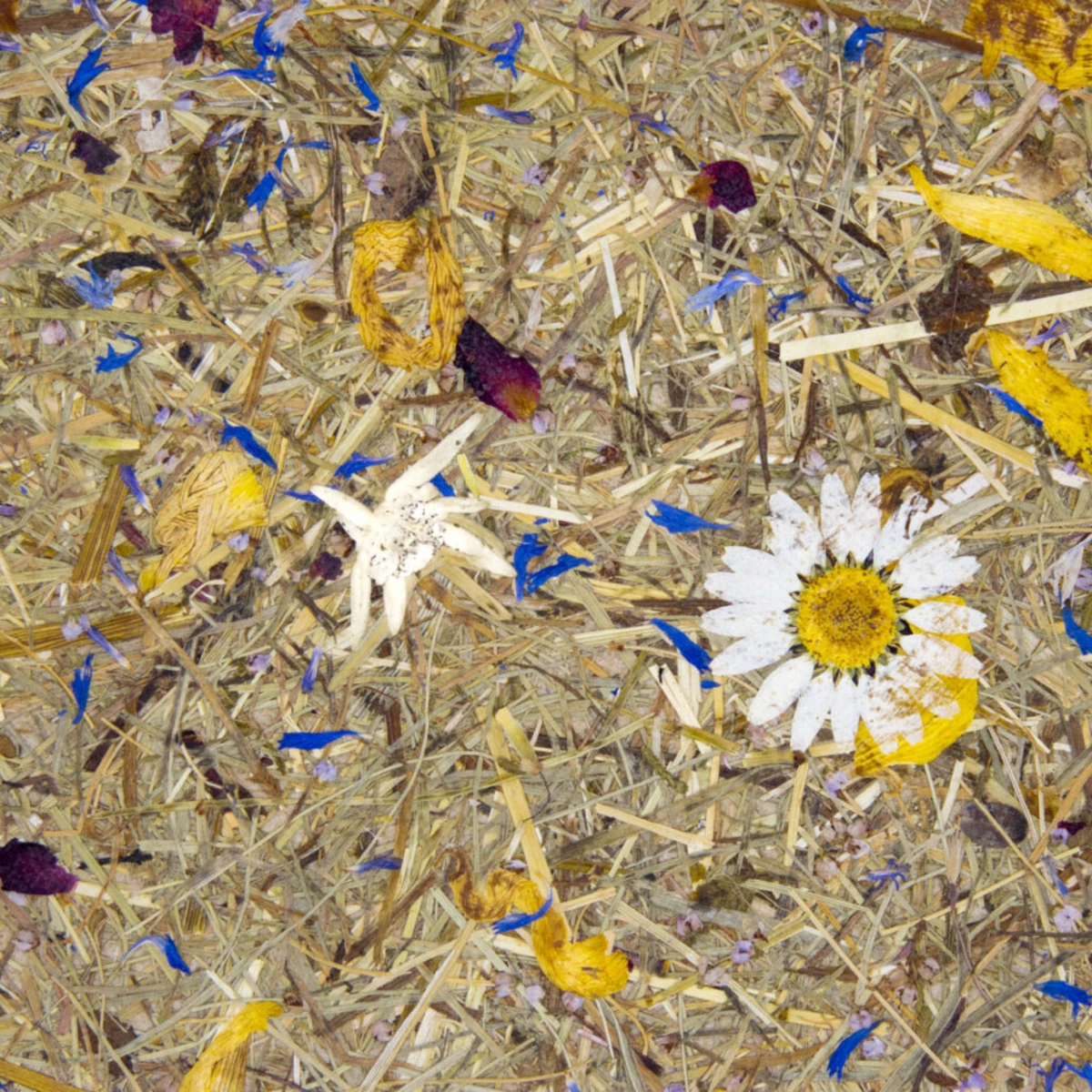 Getrocknete Blumen und Blüten auf trockenem Gras mit blauen und gelben Farbtupfern