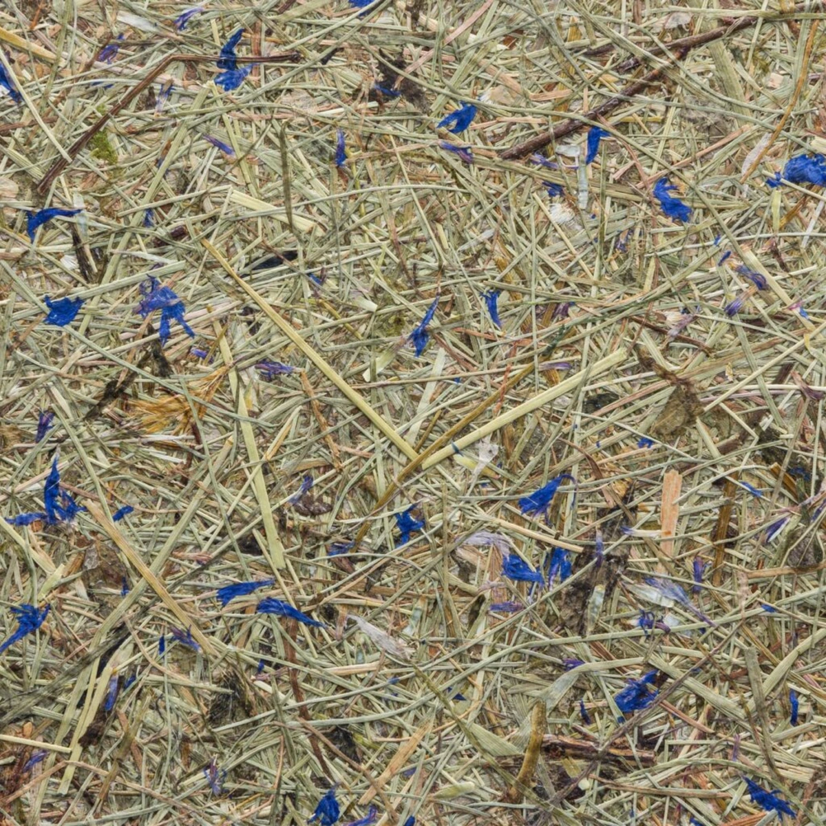Trockene Pflanzenreste mit blauen Blütenblättern verstreut auf dem Boden