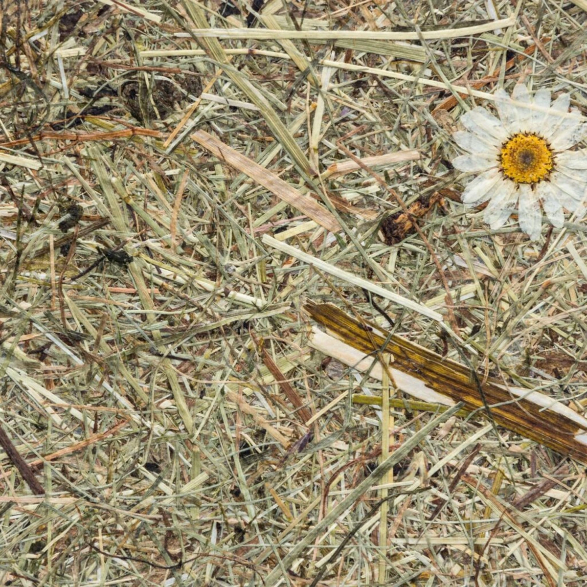 Totes Blume auf trockenem Gras mit Insekten und einem braunen Zweig.