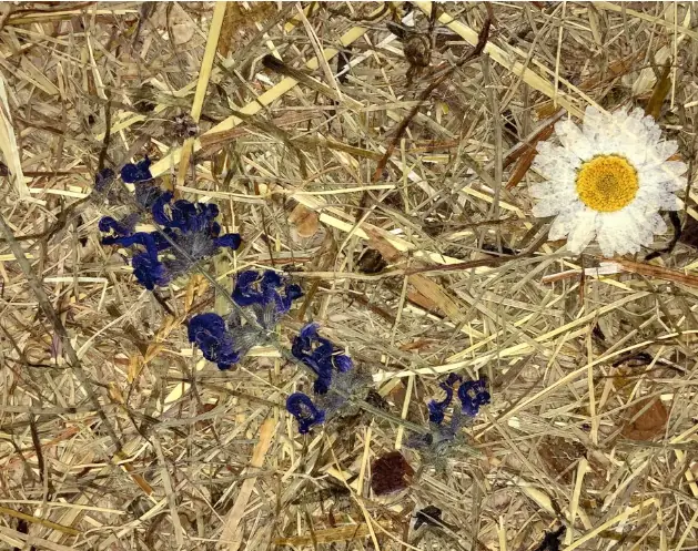 Die Fließer Schmetterlingswiese als Naturoberfläche – ORGANOID Naturoberflächen