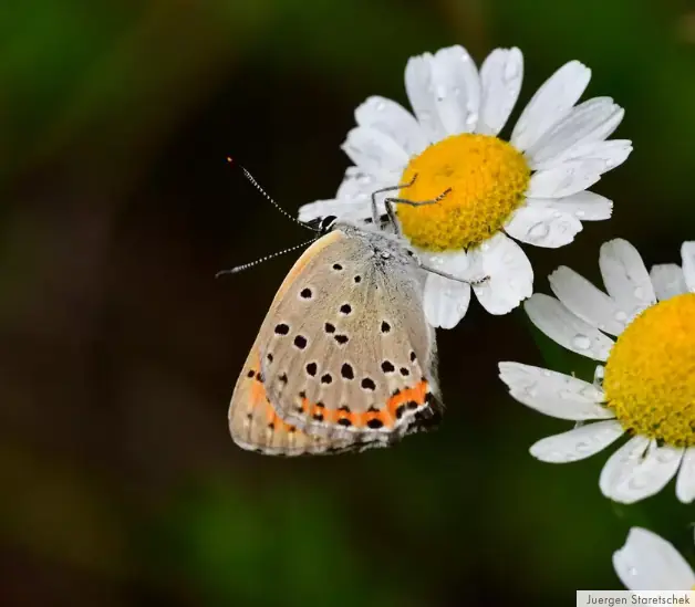 Die Fließer Schmetterlingswiese als Naturoberfläche – ORGANOID Naturoberflächen