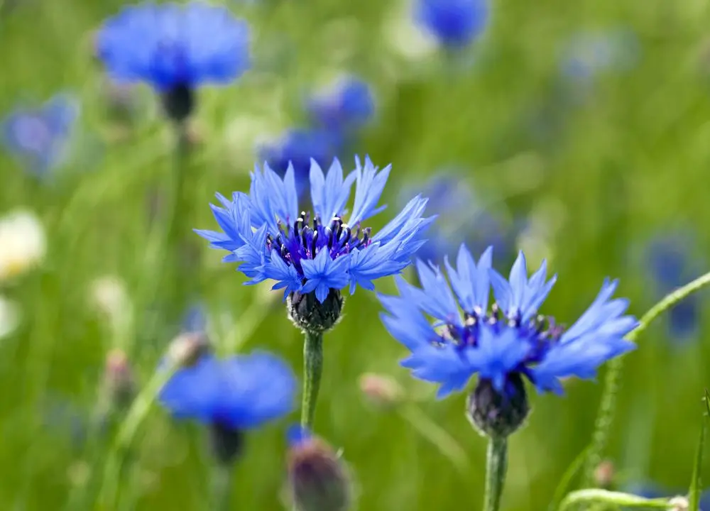 Raw material of the ORGANOID natural wallpaper Cornflower light: Bright blue cornflower petals