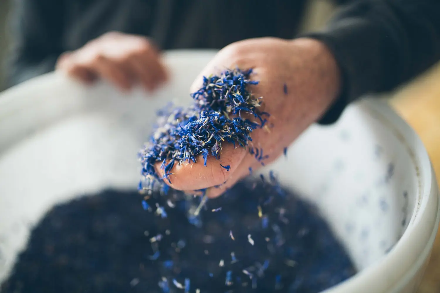 Raw material of the ORGANOID natural wallpaper Cornflower light: Bright blue cornflower petals