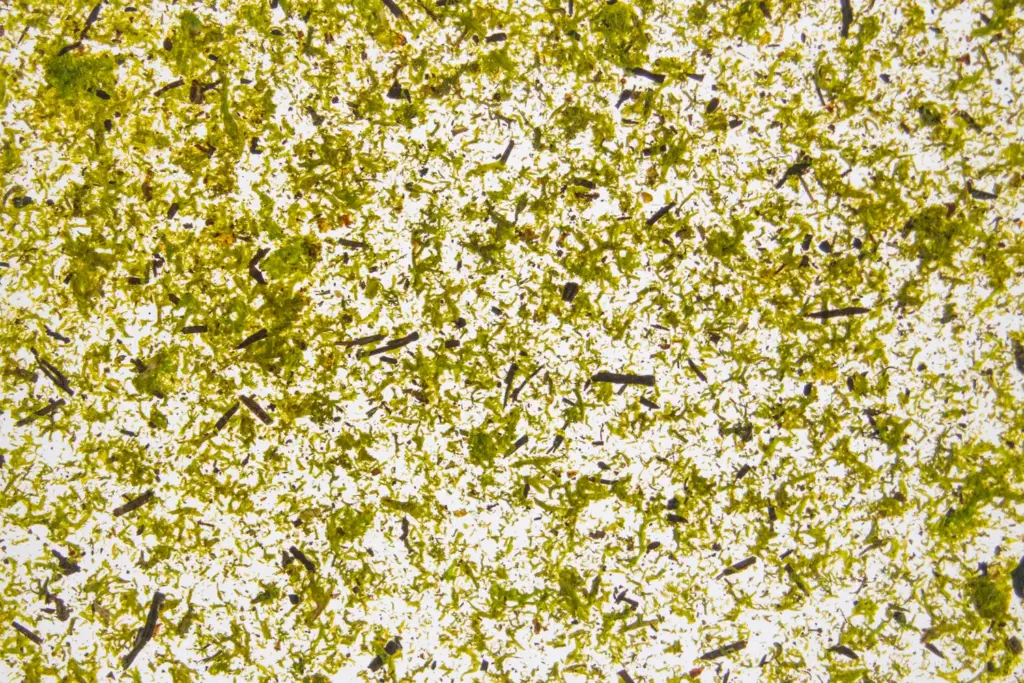Moss Light Green medium on adhesive foil (translucent) – ORGANOID natural wallpaper, close-up of the surface texture