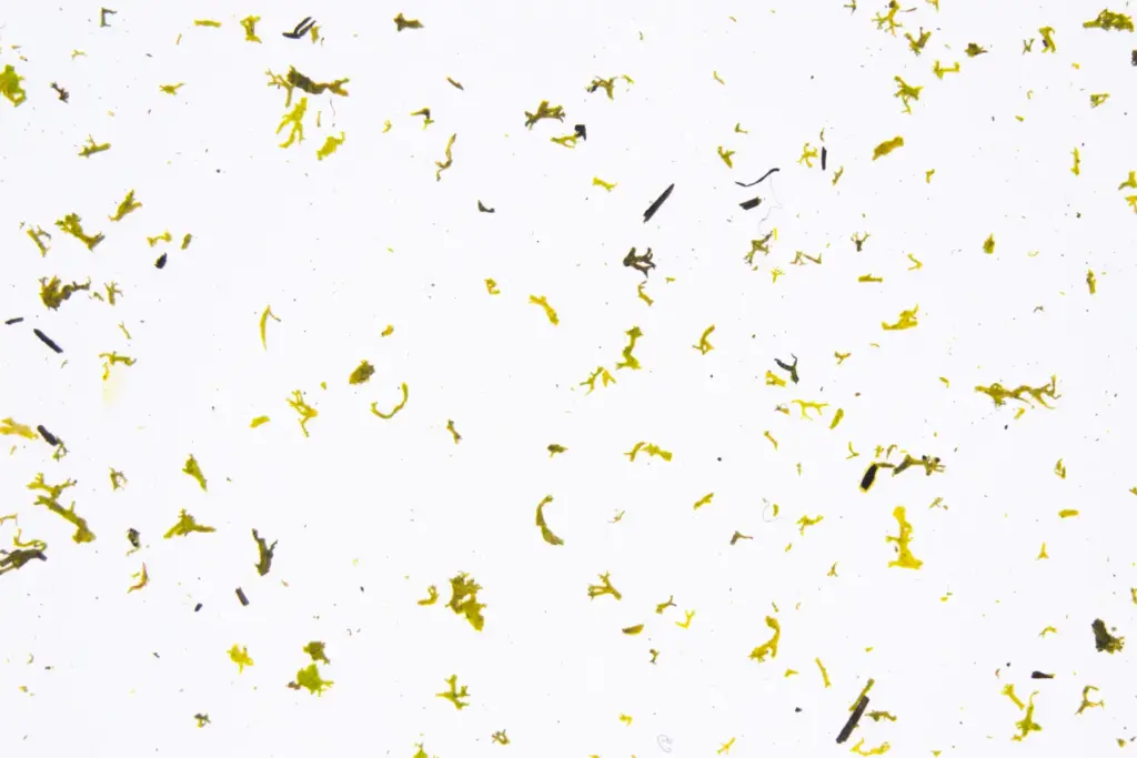 Moss light on white ecofleece – ORGANOID natural wallpaper, close-up of the surface texture