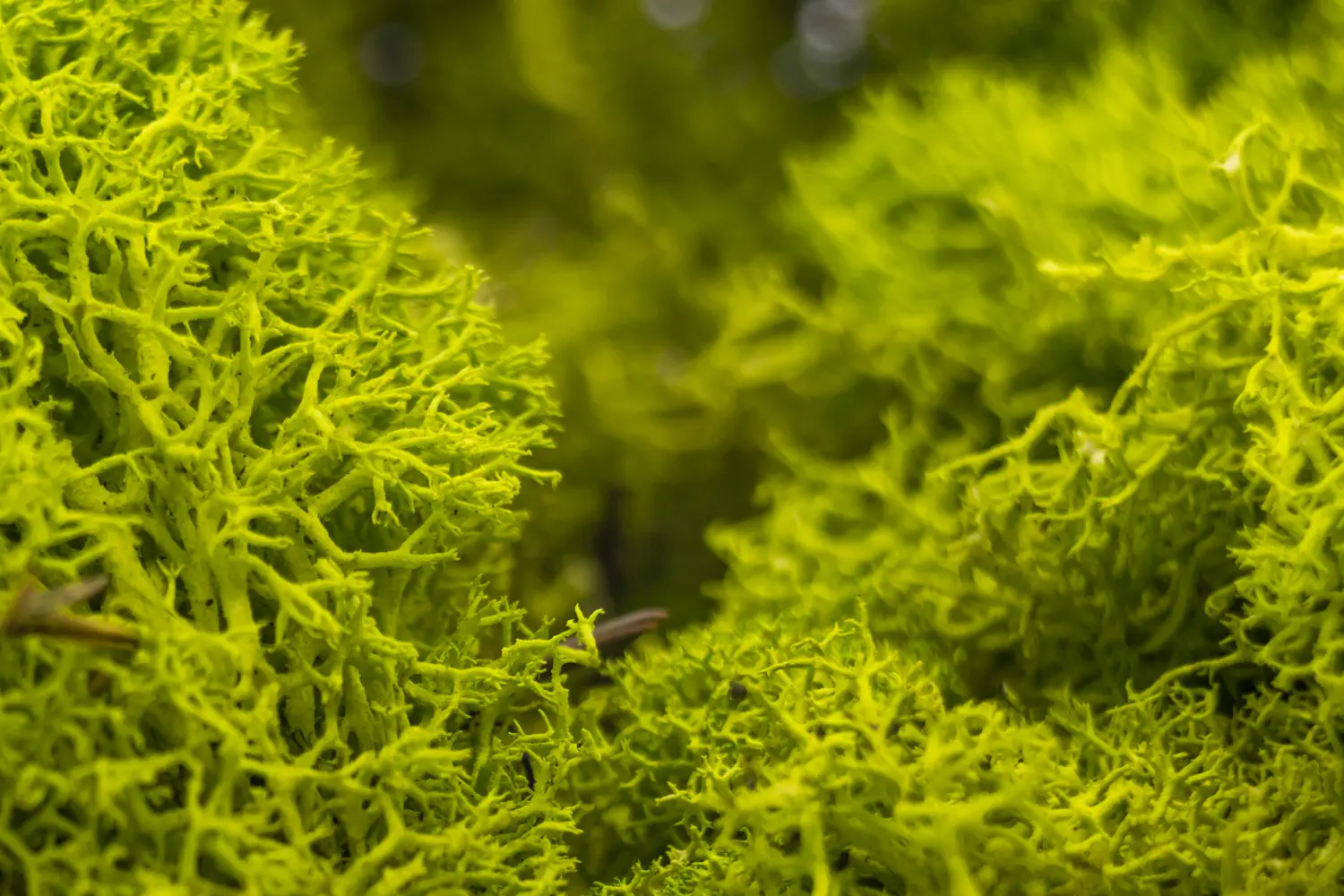Raw material of the ORGANOID natural wallpaper Moss light: Colourful light green moss
