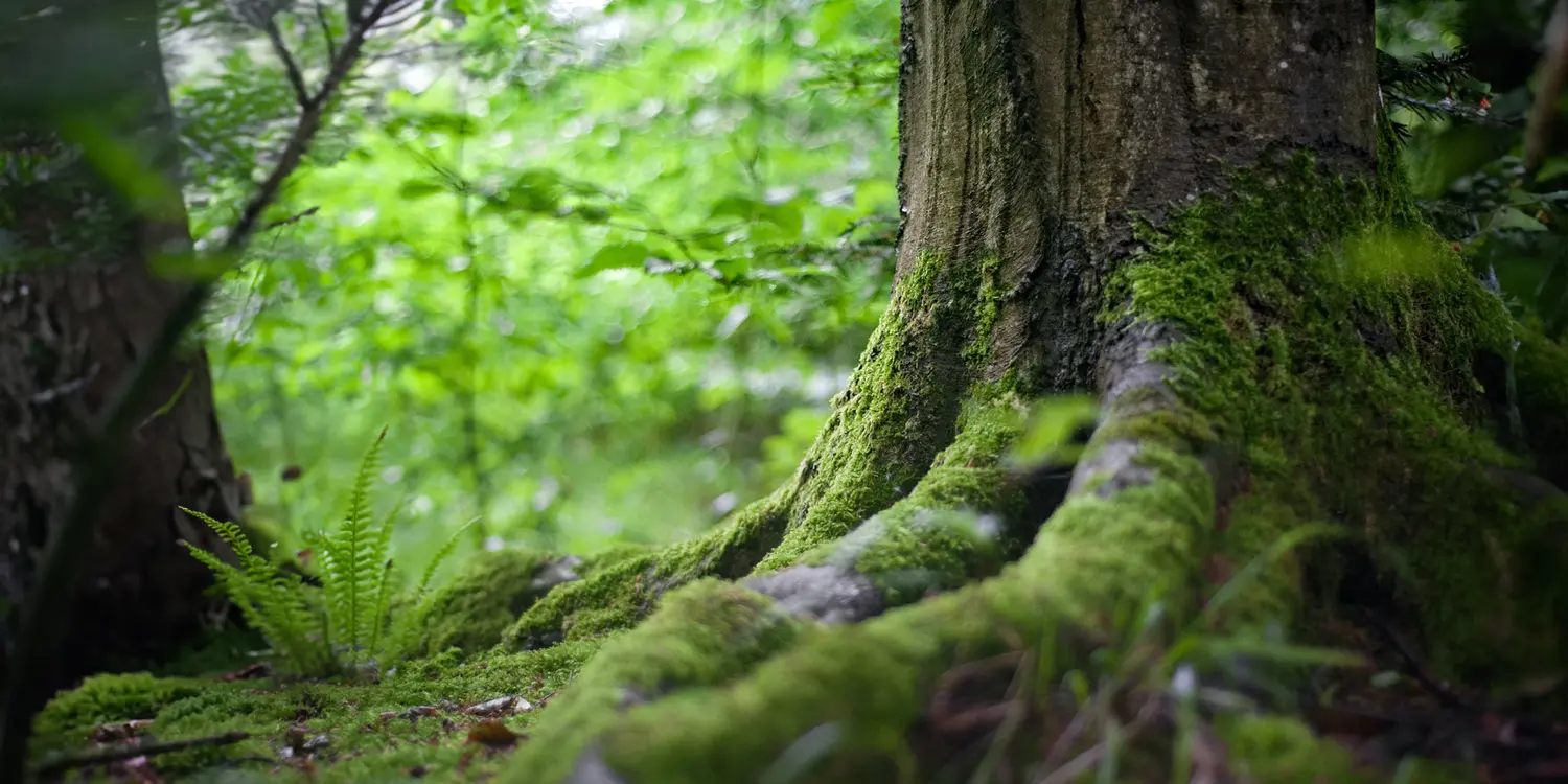 Raw material of the ORGANOID natural wallpaper Moss light: Colourful light green moss