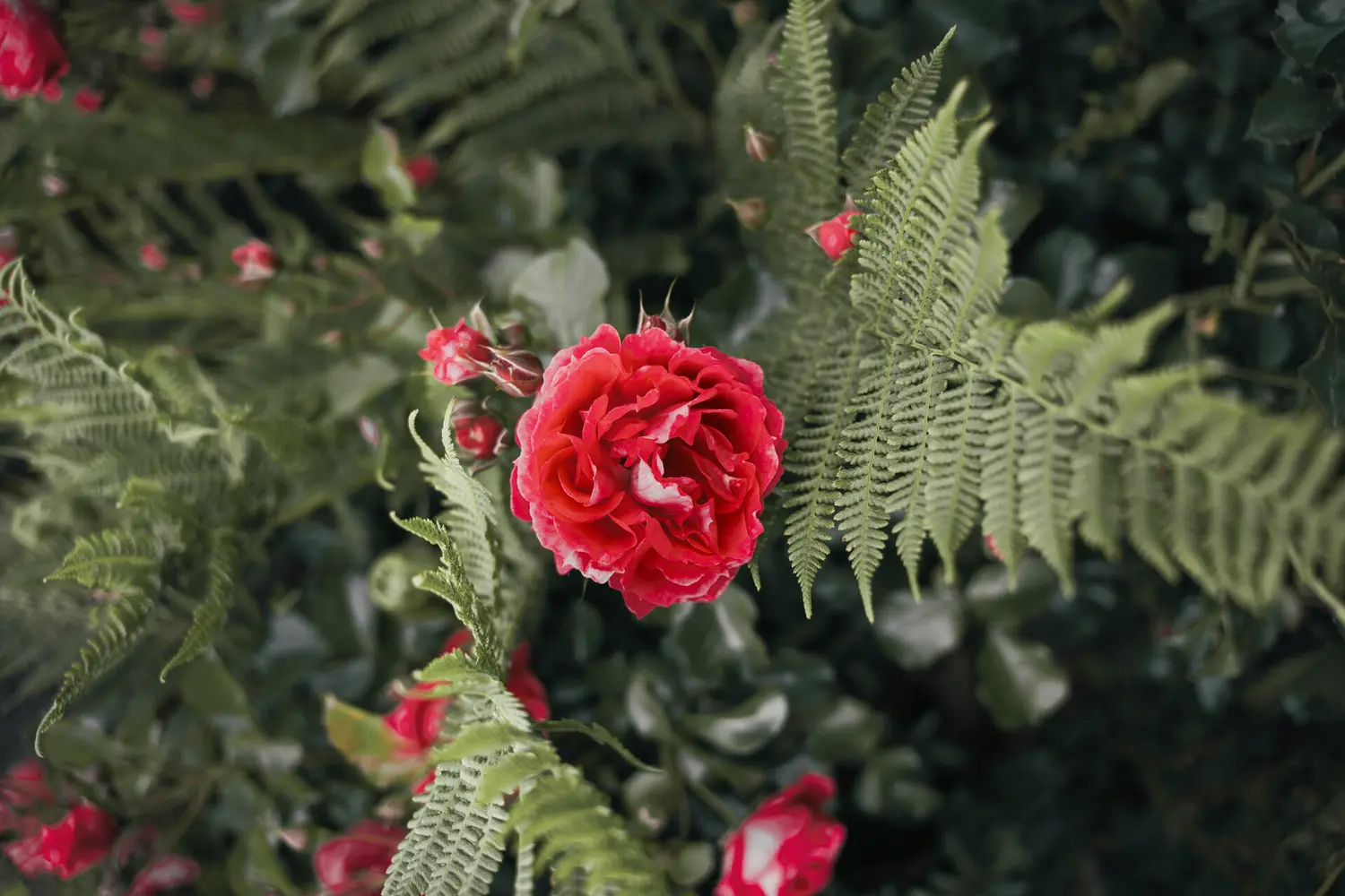 Raw material of the ORGANOID natural wallpaper Rose Petals light: Fragrant red rose petals