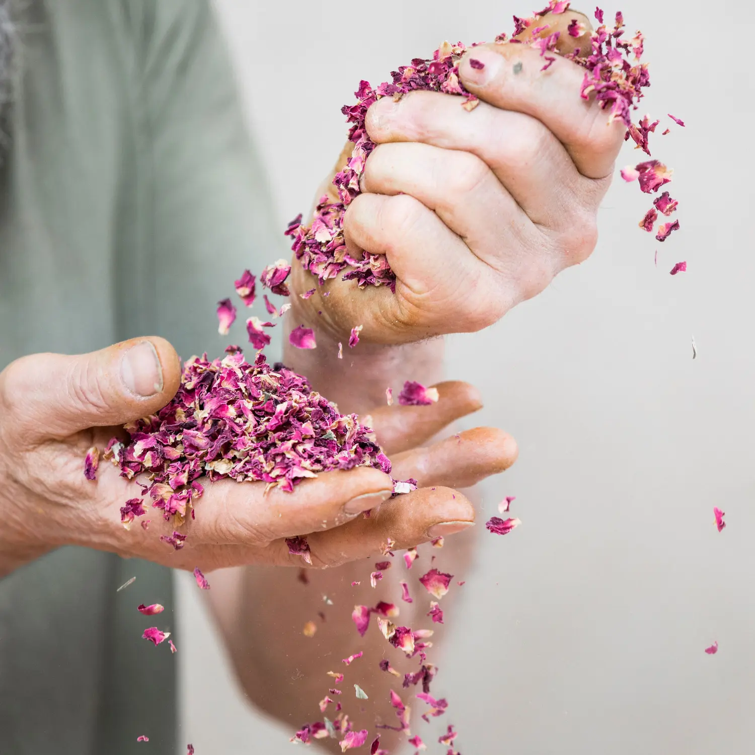 Raw material of the ORGANOID natural wallpaper Rose Petals light: Fragrant red rose petals