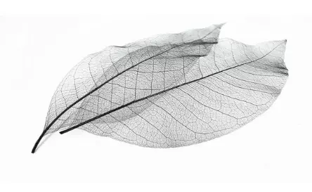 Raw material of the ORGANOID natural wallpaper Skeleton Leaves Grey light: Delicate skeletonized rubber tree leaves, anthracite grey