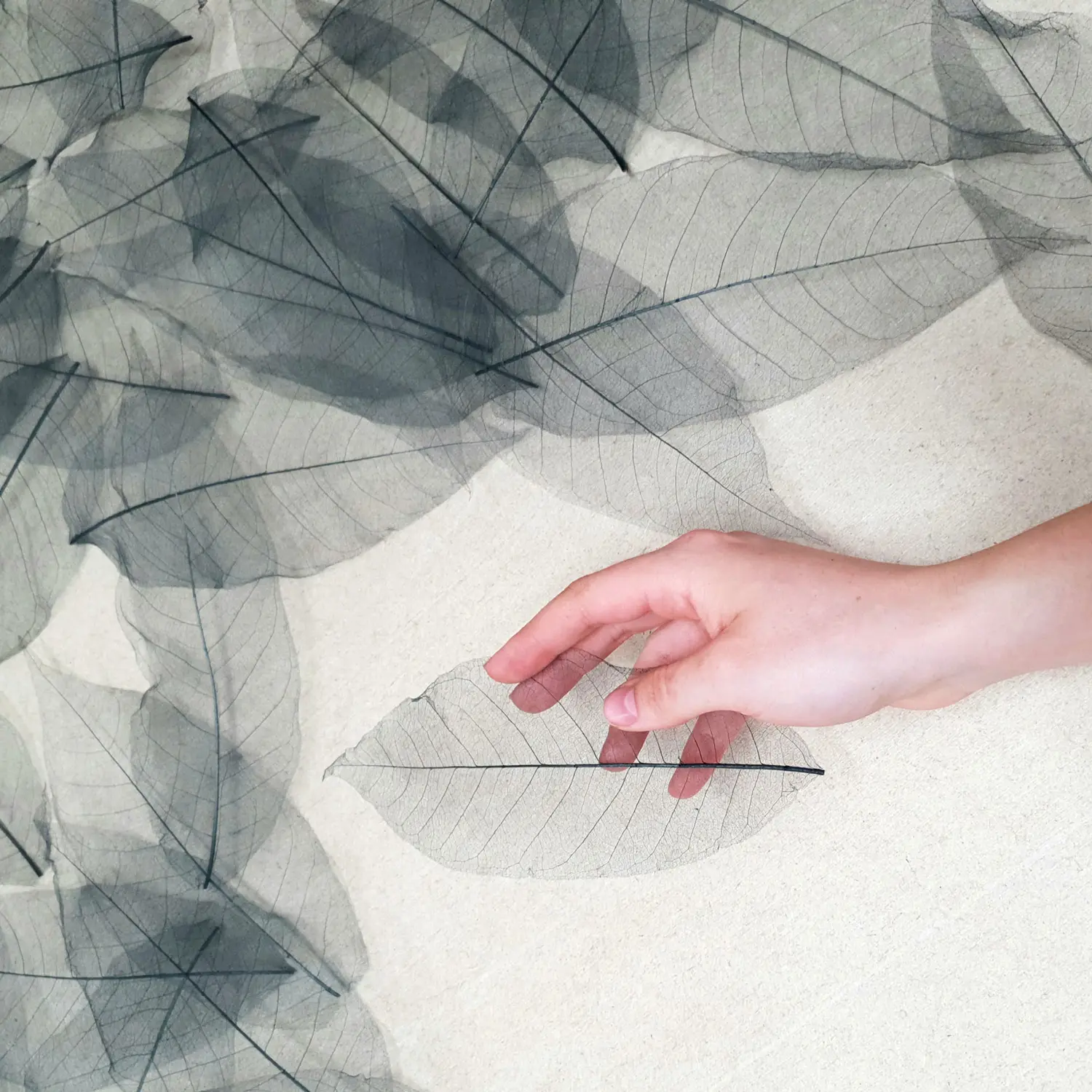 Raw material of the ORGANOID natural wallpaper Skeleton Leaves Grey light: Delicate skeletonized rubber tree leaves, anthracite grey