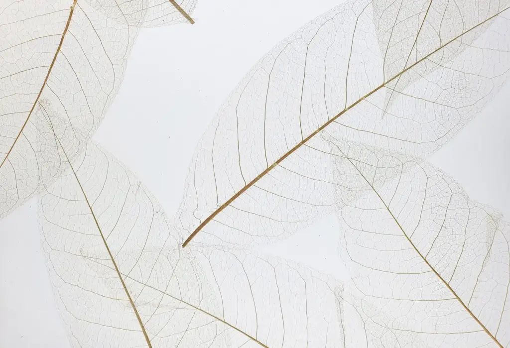 Skeleton Leaves medium on adhesive foil (translucent) – ORGANOID natural wallpaper, close-up of the surface texture